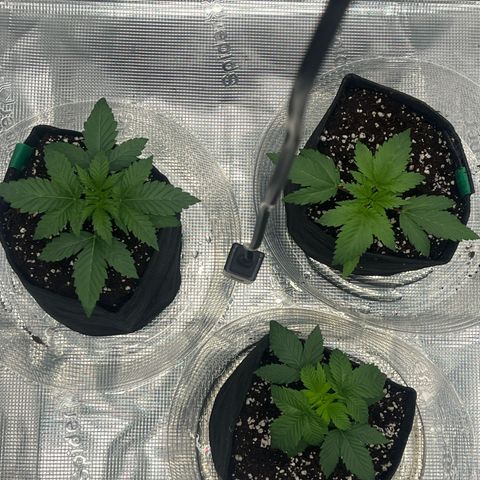 1 growlog timeline photo