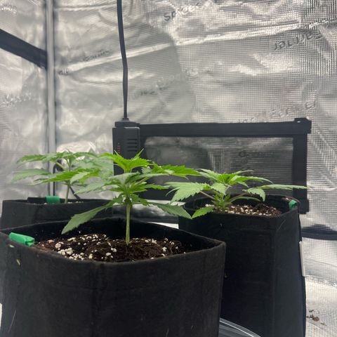 1 growlog timeline photo