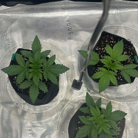 1 growlog timeline photo