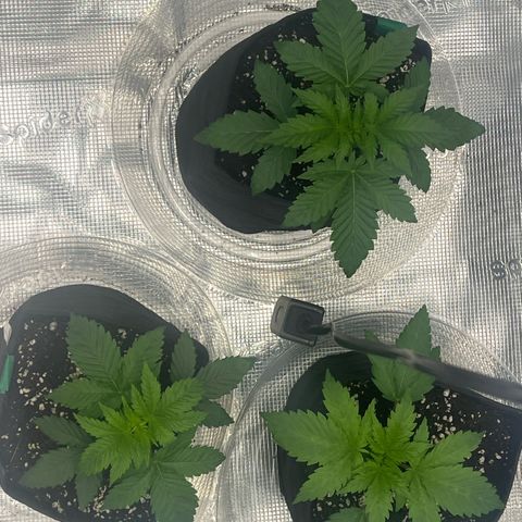 1 growlog timeline photo