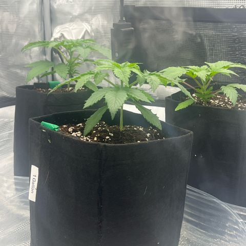 1 growlog timeline photo