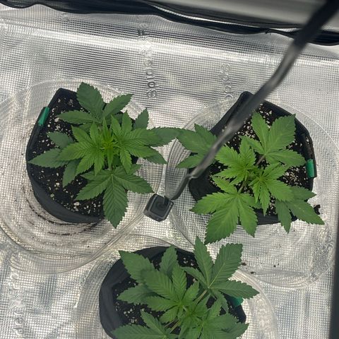 1 growlog photo: 10 minutos before nighttime.
