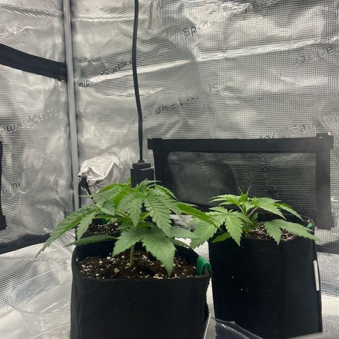 1 growlog photo: 10 minutos before lights out and they are drooping only a little. which shows me they are getting lots of light but not too much. Currently at 45%.