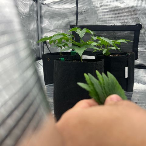 1 growlog photo: Bye bye first leaves