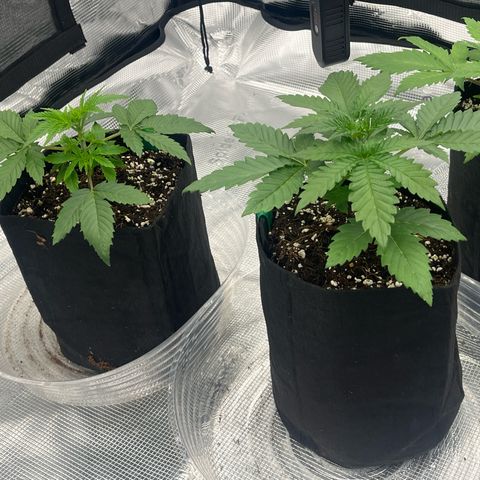 1 growlog photo: Doing an experiment since it’s my first ever grow. I want to see if getting rid of the big fan leaves blocking all the leaves under from growing would benefit the plant or slow it down.