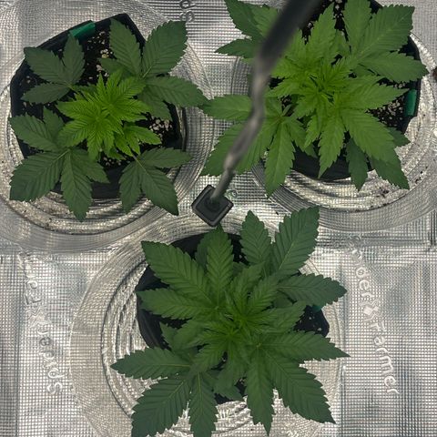 1 growlog timeline photo