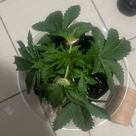 1 growlog photo: Tying down some branched 