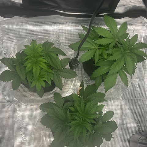 1 growlog timeline photo