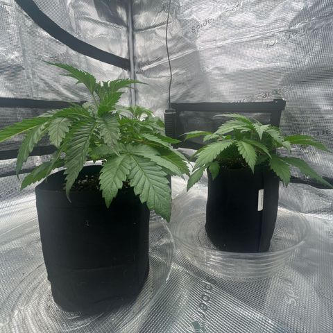1 growlog timeline photo