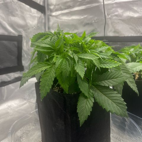 1 growlog photo: BlackBerry moonrocks- topped down two nodes.