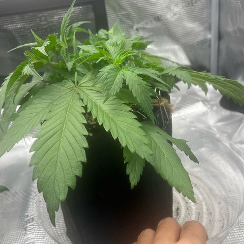 1 growlog photo: Mandarín thuggee- bent branch over 90 degrees, no topping.