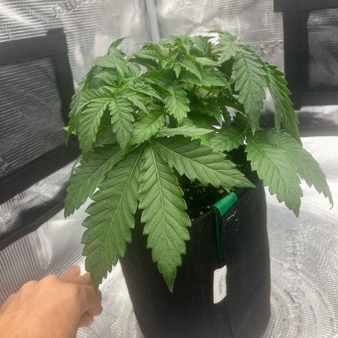 1 growlog photo: BlackBerry moonrocks topped down two nodes. 