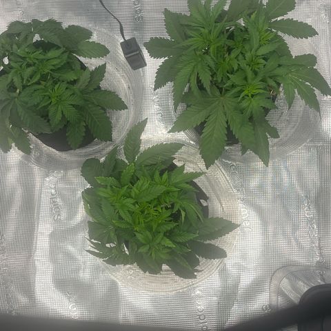 1 growlog timeline photo