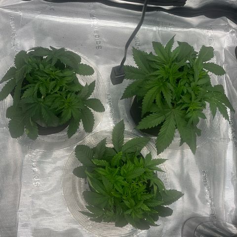 1 growlog timeline photo