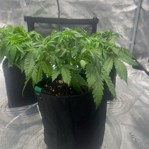 1 growlog timeline photo