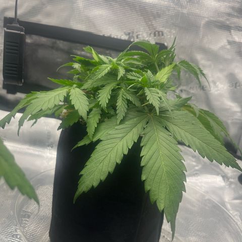 1 growlog timeline photo