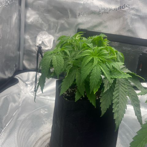 1 growlog timeline photo
