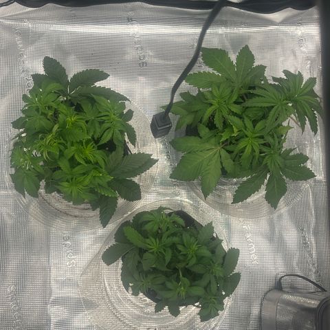 1 growlog timeline photo