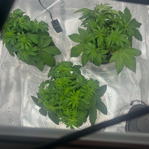1 growlog timeline photo