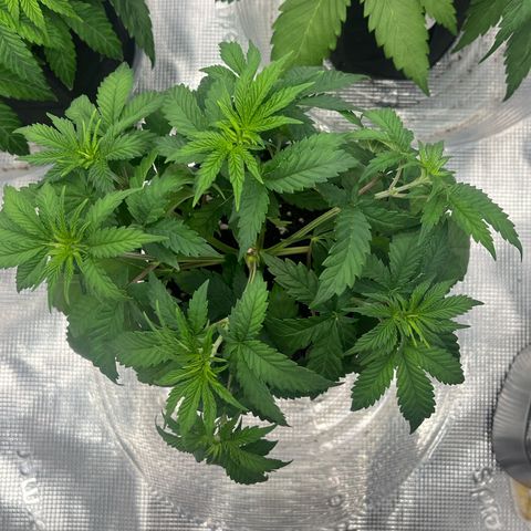 1 growlog timeline photo