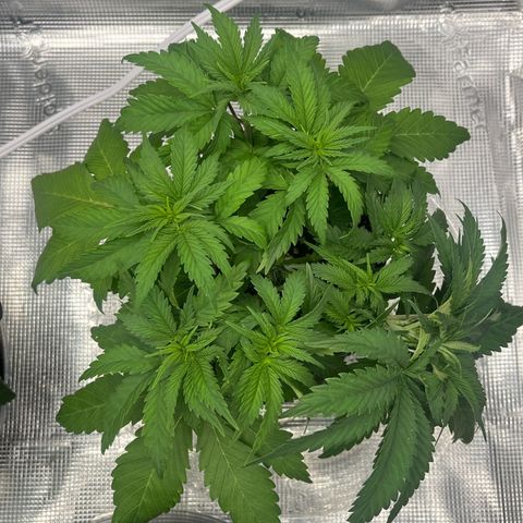 1 growlog timeline photo