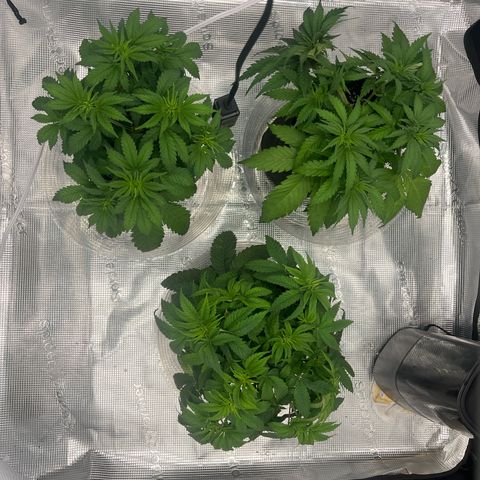 1 growlog timeline photo