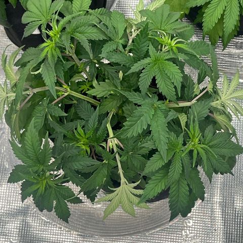1 growlog photo: Light twisting and bending to branches for more even spread.