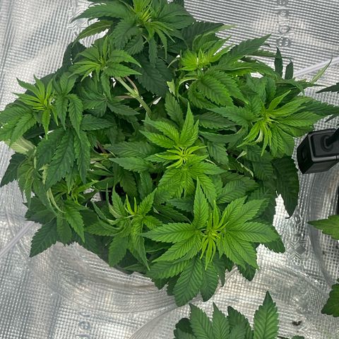 1 growlog photo: Just some tucking on this one as it’s more bushy and uniform.