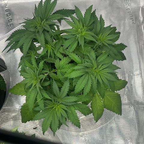 1 growlog photo: Just some light tucking for this one.
