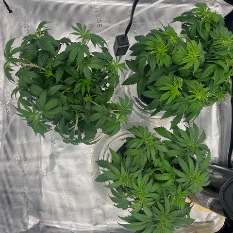 1 growlog timeline photo