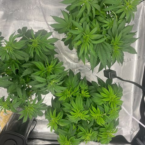 1 growlog timeline photo