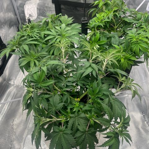 1 growlog timeline photo