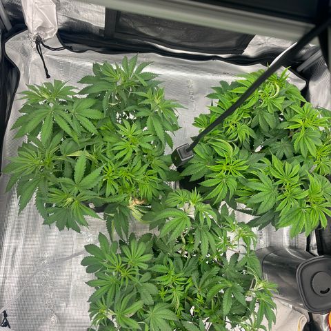 1 growlog timeline photo