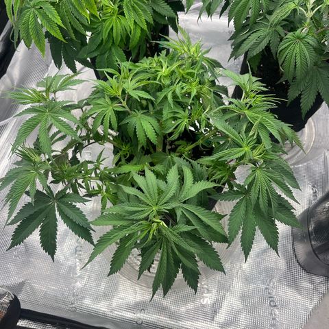 1 growlog timeline photo