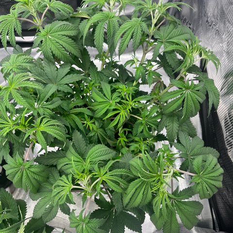 1 growlog timeline photo