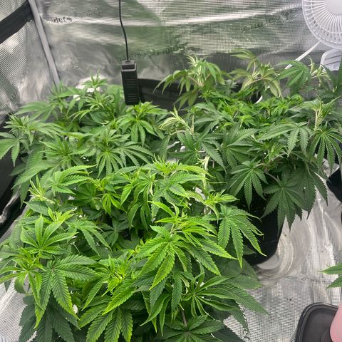 1 growlog timeline photo