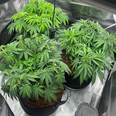 1 growlog timeline photo