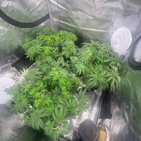 1 growlog timeline photo