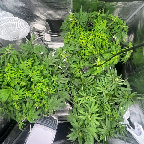 1 growlog timeline photo