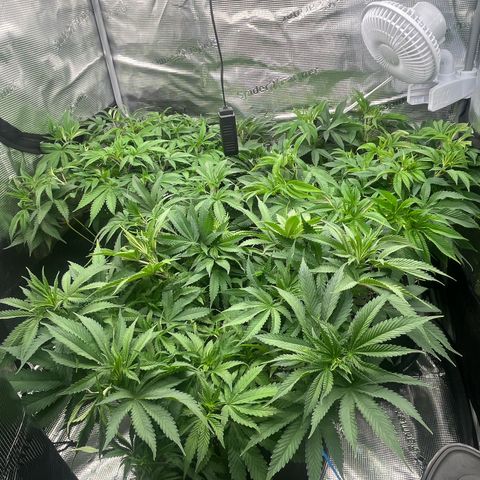 1 growlog timeline photo