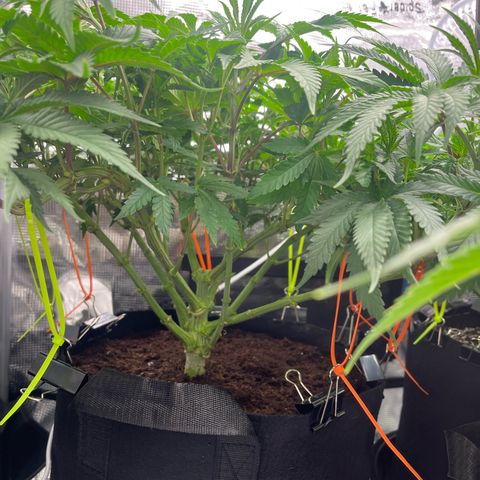 1 growlog timeline photo