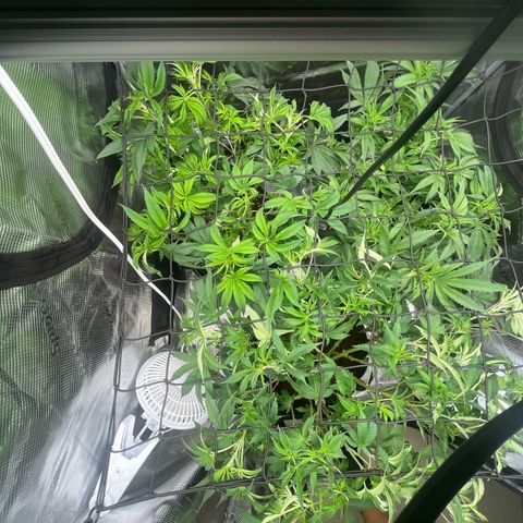 1 growlog timeline photo
