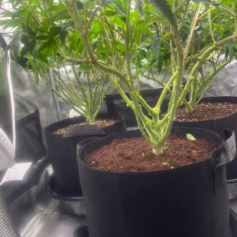 1 growlog timeline photo