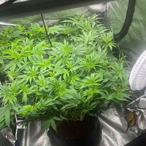 1 growlog timeline photo