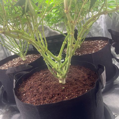 1 growlog timeline photo
