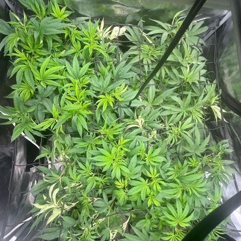 1 growlog timeline photo