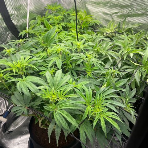 1 growlog timeline photo