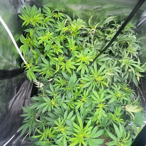 1 growlog timeline photo
