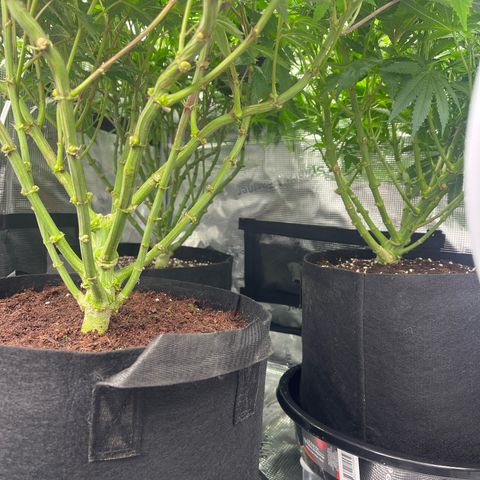 1 growlog timeline photo