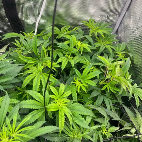 1 growlog timeline photo